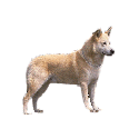 whitedog.gif (4614 bytes)