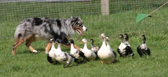 Australian Shephard :: North Bay Canine Rescue & Placement
