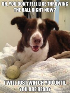 funny-happy-smiling-dog-ill-wait-watch-you-throw-ball-bed-pics-600x799