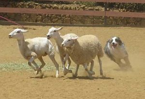 r-australian-shepherd-sheep